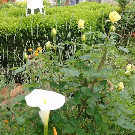 Nyaraló Zikoinaren Txokoa