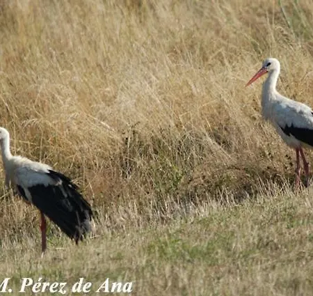 Zikoinaren Txokoa Orduna