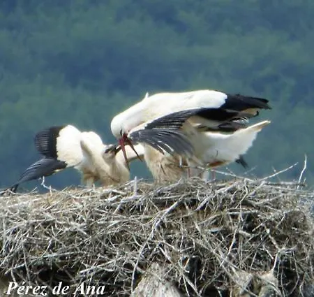 Holiday home Zikoinaren Txokoa